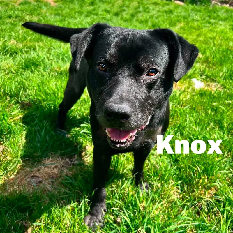 Knox