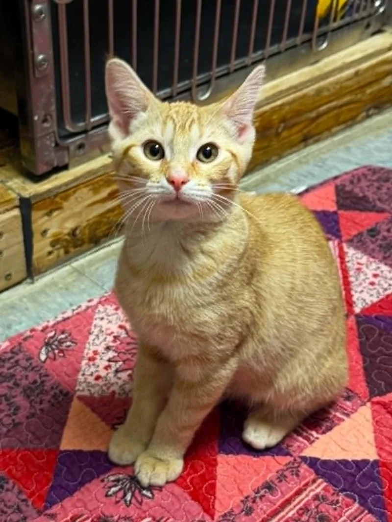 A baby medium-sized female Tabby (Orange / Red) Domestic Short Hair cat named Mooncake for adoption in Martinsville, IN