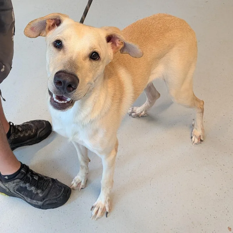 An adult medium-sized male Yellow / Tan / Blond / Fawn Mixed Breed dog named Tanner  SH for adoption in Huntington, WV