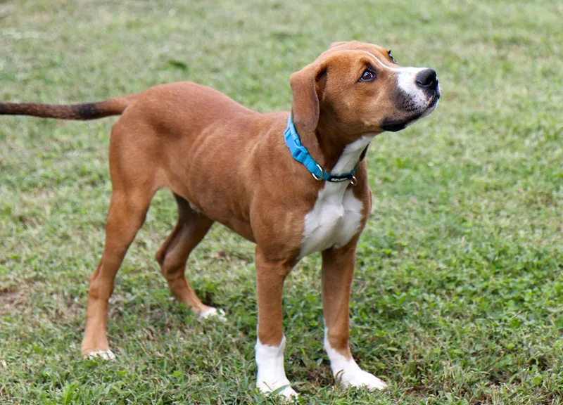 A baby medium-sized male Brown / Chocolate Hound dog named Quinten for adoption in Kansas City, KS