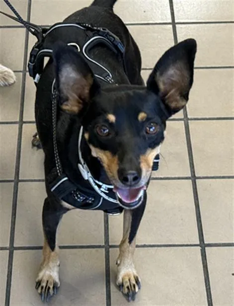 Max