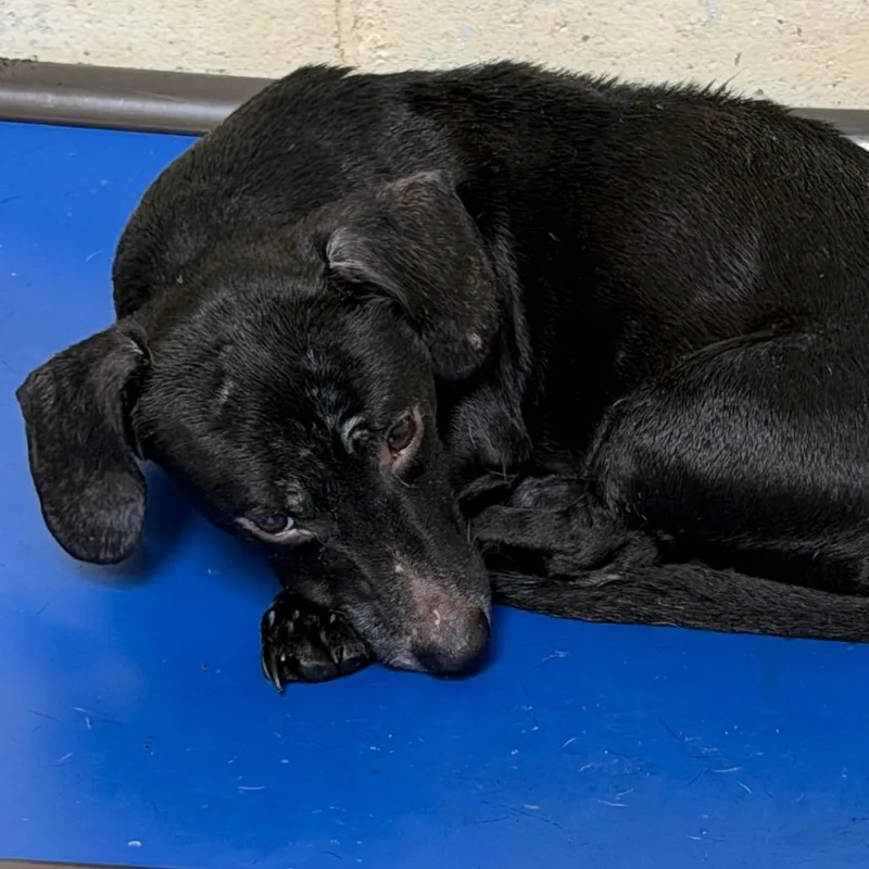 An adult small-sized male Black Dachshund dog named Simon for adoption in Tuscaloosa, AL