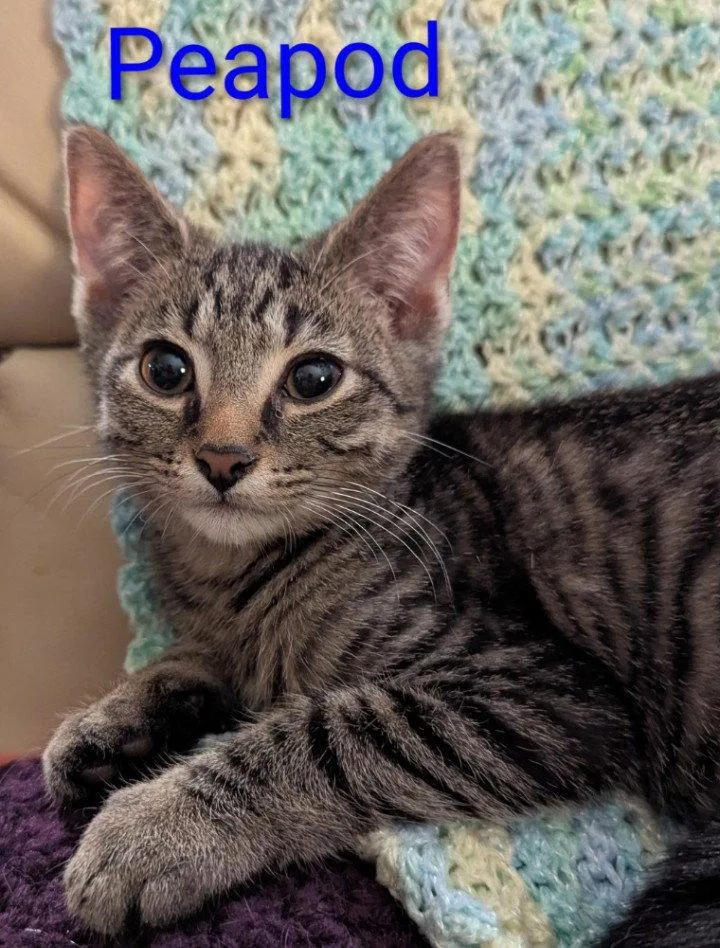 A young medium-sized male Domestic Short Hair cat named Peapod for adoption in Rochester, NY