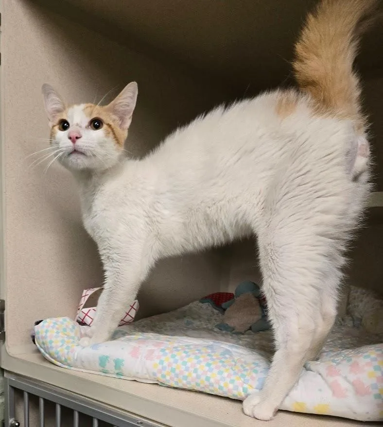 A young medium-sized male Orange & White Domestic Short Hair cat named Chuckie for adoption in New Rochelle, NY