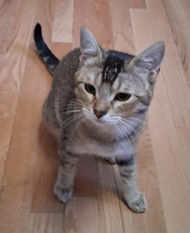 A young medium-sized female Tabby (Buff / Tan / Fawn) Domestic Short Hair cat named Kiwis for adoption in Anchorage, AK