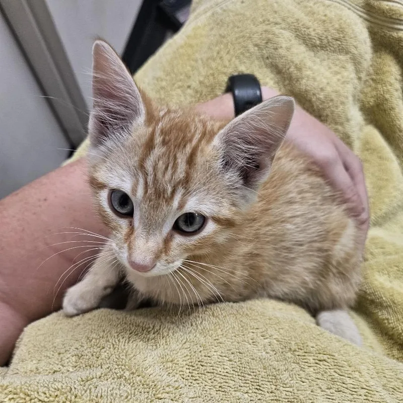 A baby small-sized male Orange / Red Domestic Short Hair cat named Jinu for adoption in Rexburg, ID