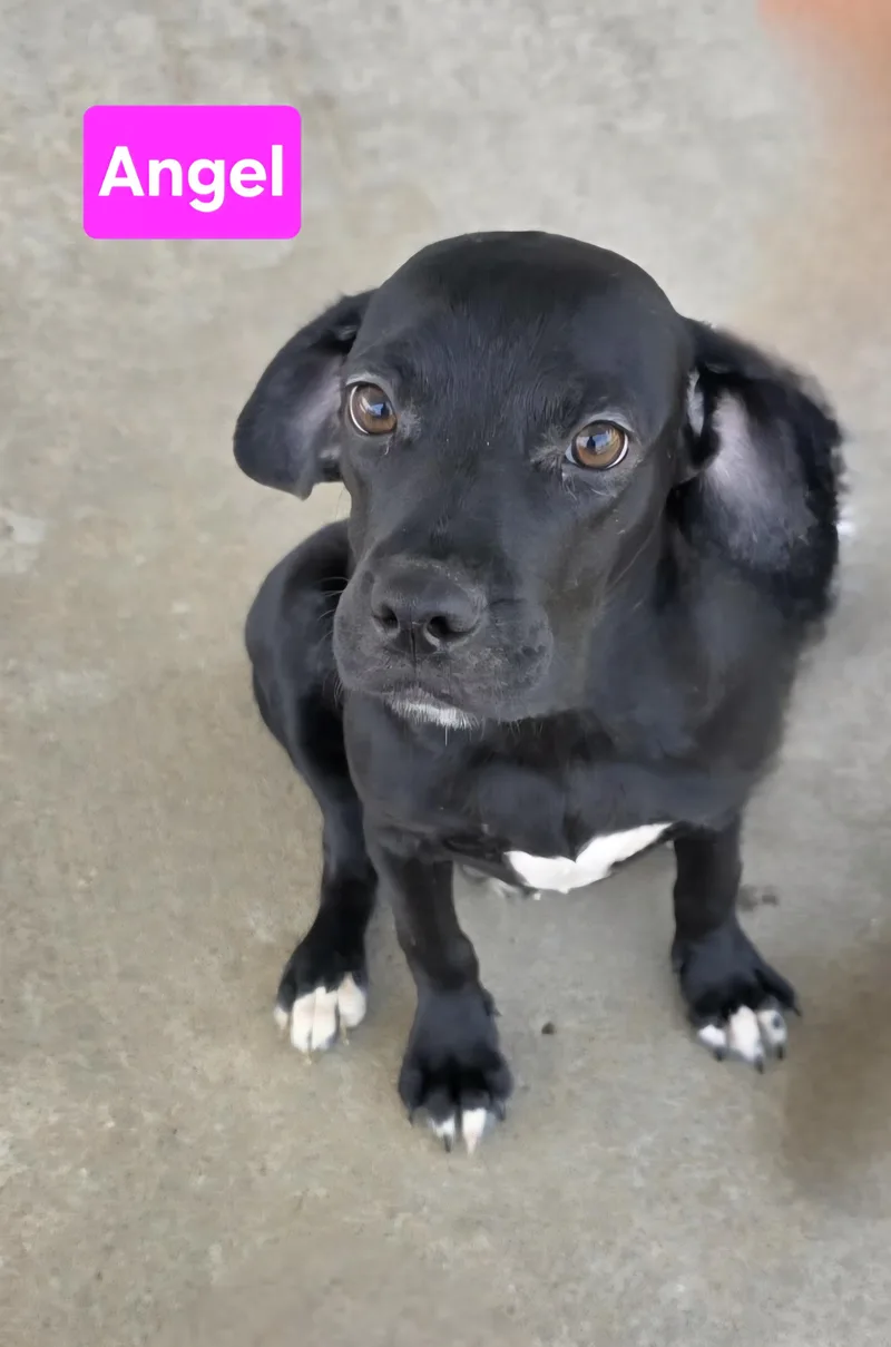 A baby medium-sized female Black Catahoula Leopard Dog dog named Angel for adoption in Clinton, MO