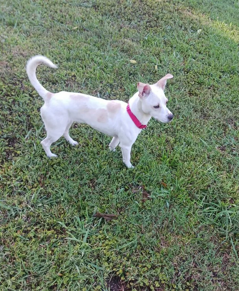 A young small-sized male Chihuahua dog named Sully for adoption in Greenville, SC