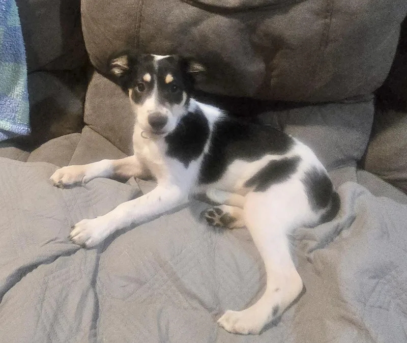A baby medium-sized female Australian Shepherd dog named Saylor for adoption in Manchester, CT