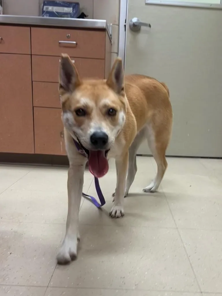 An adult large-sized female Husky dog named Mera for adoption in Bossier City, LA