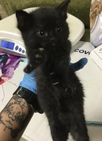 A baby small-sized male Domestic Short Hair cat named A for adoption in Riverside, CA