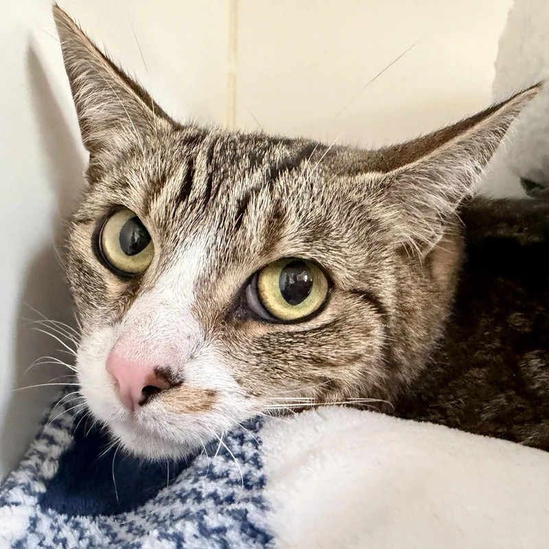An adult medium-sized female Brown / Chocolate Domestic Short Hair cat named Mamas for adoption in Oakland, CA