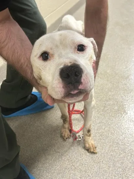 An adult medium-sized male Pit Bull Terrier dog named Rocco for adoption in Virginia Beach, VA