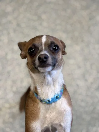An adult small-sized male Chihuahua dog named Shrek for adoption in Shawano, WI