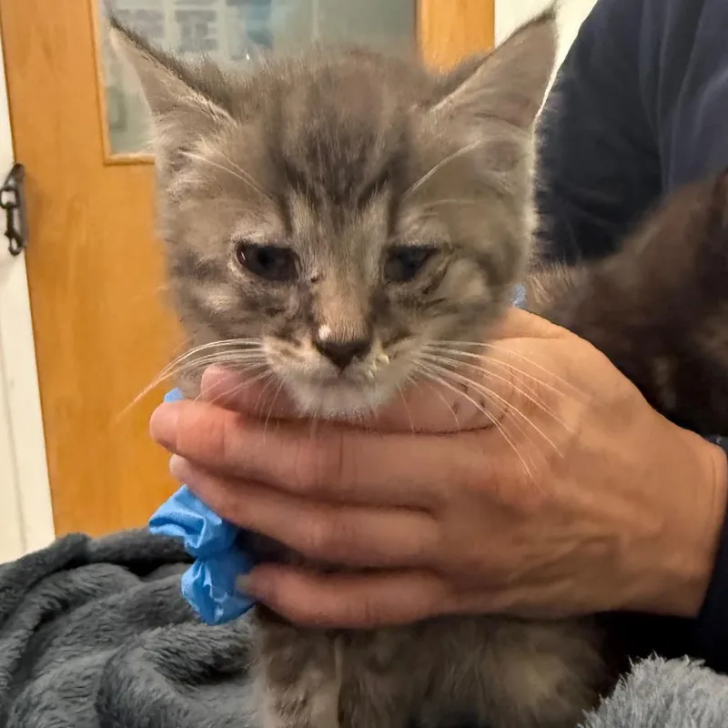 A baby small-sized male Gray / Blue / Silver Domestic Medium Hair cat named Camilo for adoption in Charleston, WV