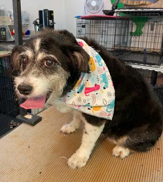 A senior medium-sized female Terrier dog named Ginni for adoption in Osteen, FL