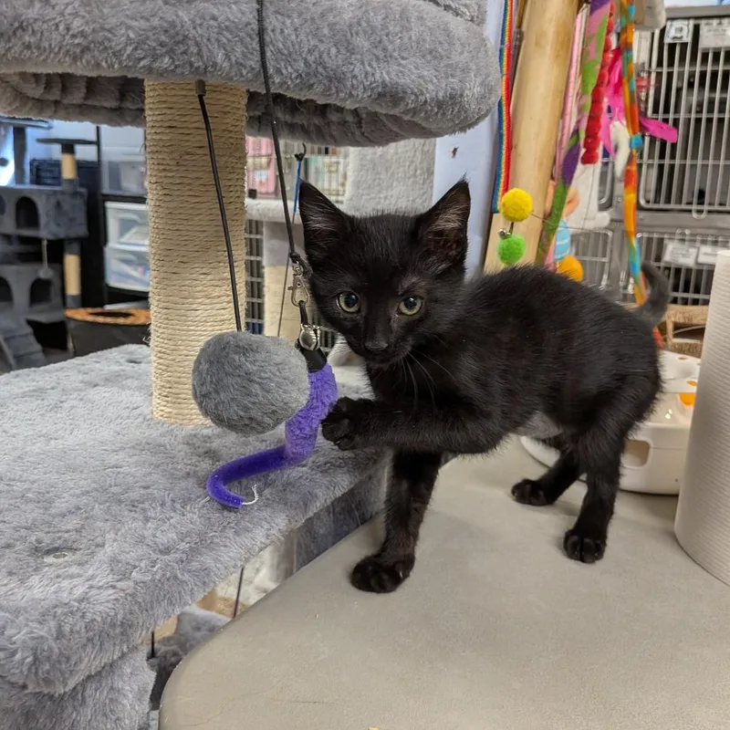 A baby small-sized female Black Domestic Short Hair cat named Alina for adoption in Falls Church, VA