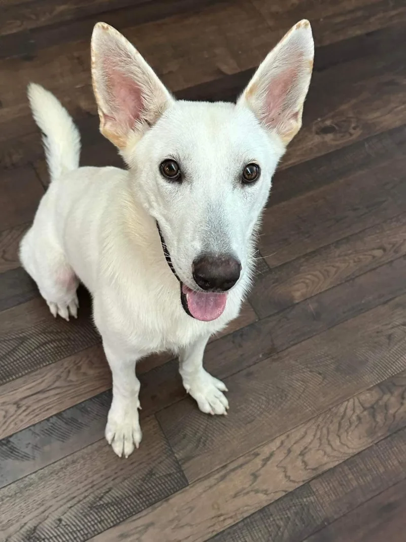 An adult medium-sized male White / Cream White German Shepherd dog named Walter White for adoption in Tomball, TX