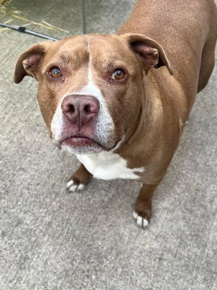 A senior medium-sized female Brown / Chocolate Pit Bull Terrier dog named Reina for adoption in Chicago, IL