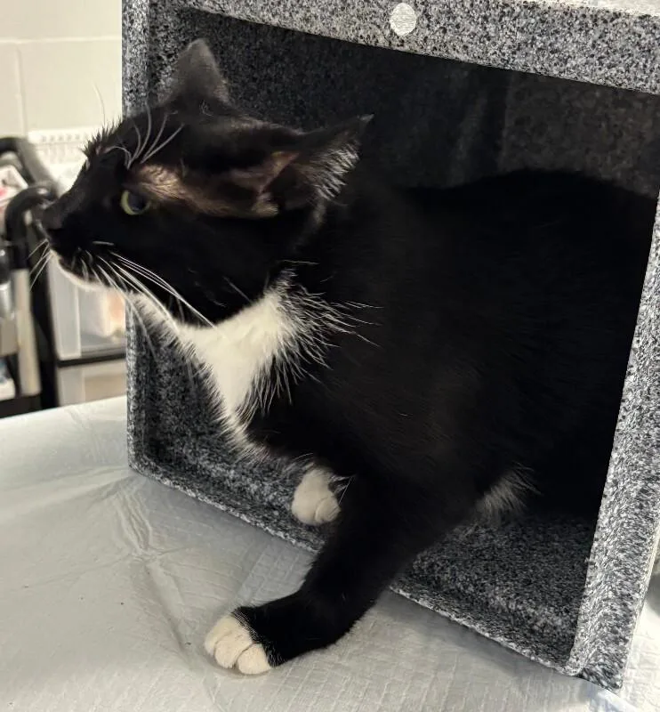 An adult large-sized female Black Domestic Medium Hair cat named Sweetie for adoption in Cincinnati, OH