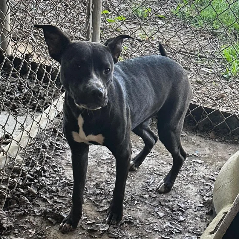 An adult medium-sized female Black Mixed Breed dog named Ziti for adoption in Gadsden, AL