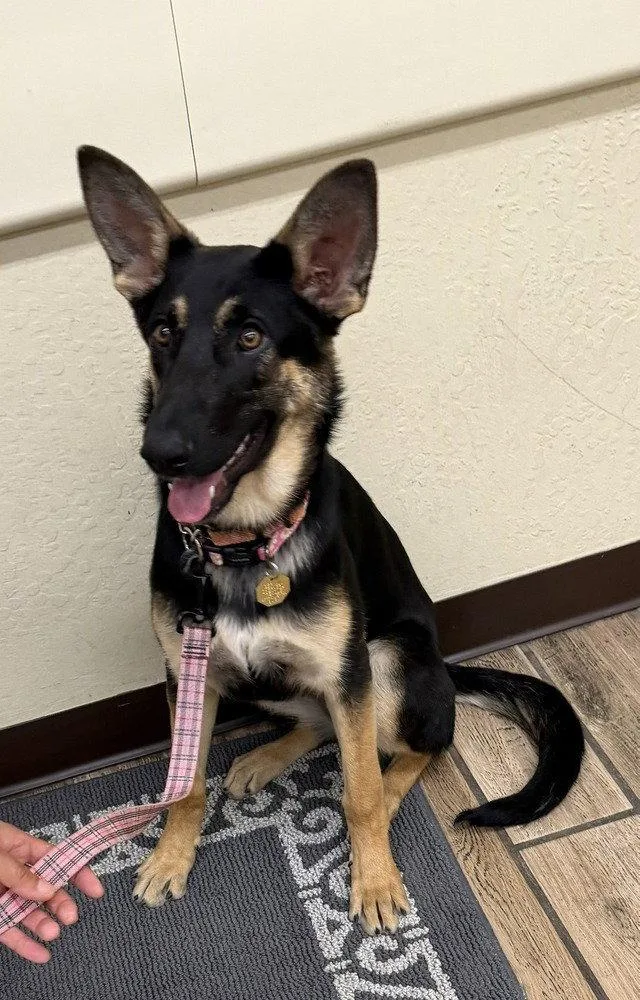 A young medium-sized female German Shepherd Dog dog named Tioga Oas for adoption in Cupertino, CA