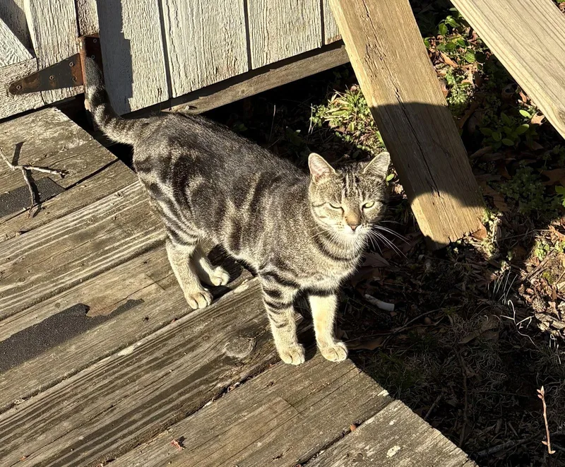 Kiki  Nc thumbnail 2