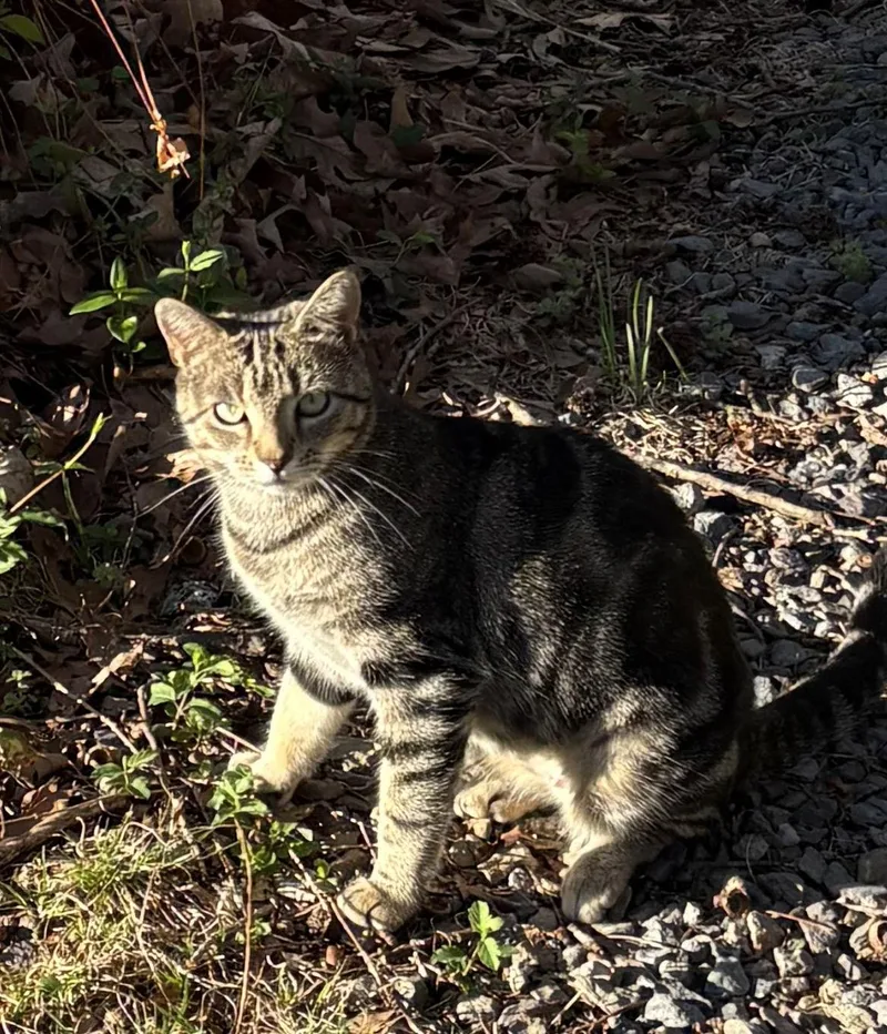 Kiki  Nc thumbnail 3