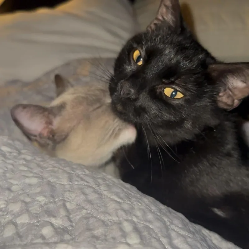 An adult medium-sized female Black Domestic Short Hair cat named A Mercedes for adoption in Centralia, WA