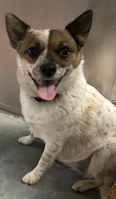 An adult small-sized female Australian Cattle Dog / Blue Heeler dog named Rouse Mouse for adoption in Santa Cruz, CA