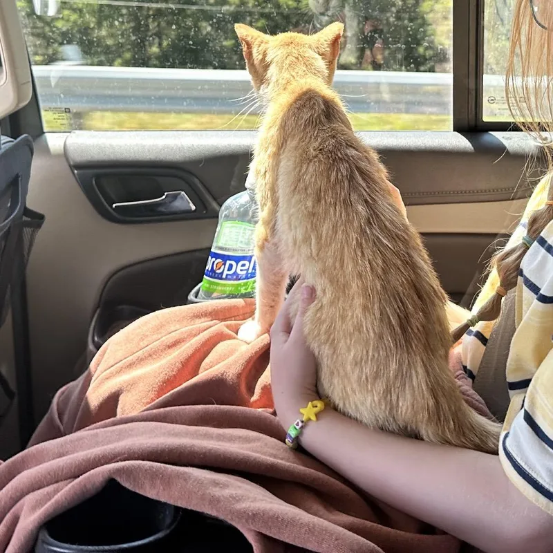 A baby small-sized male Orange / Red Domestic Short Hair cat named Milo for adoption in Rochester, MN