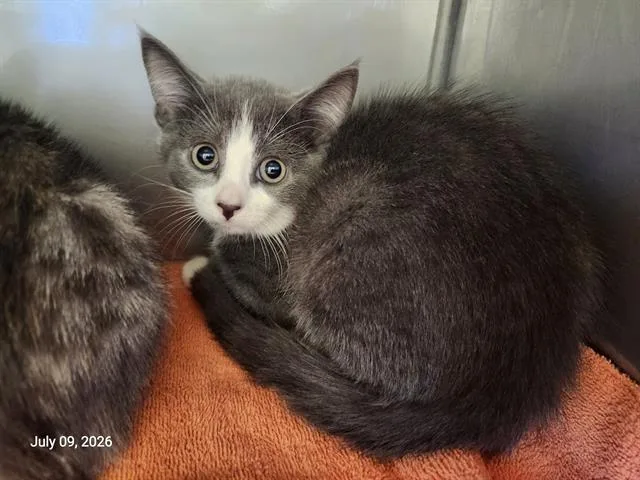 A baby small-sized female Domestic Short Hair cat named Decaf for adoption in Santa Cruz, CA