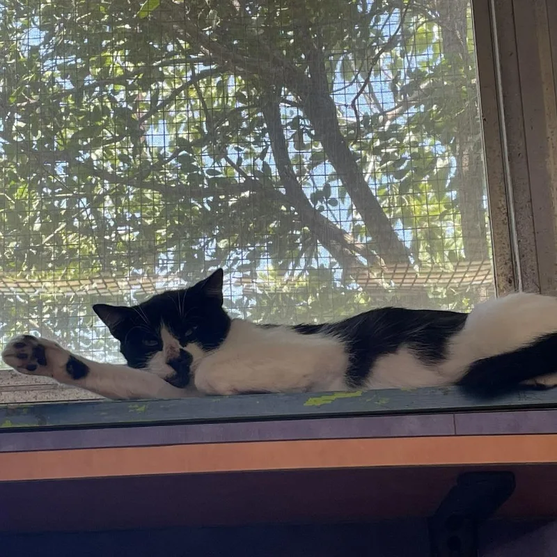 Oscar