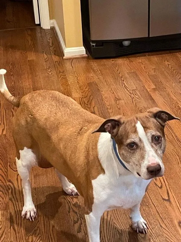 Cocoa  Cross Post thumbnail 2