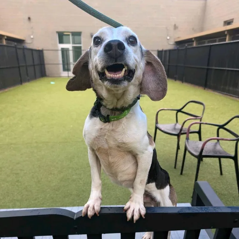A senior medium-sized male Gray / Blue / Silver Beagle dog named Panini Press for adoption in Greensboro, NC
