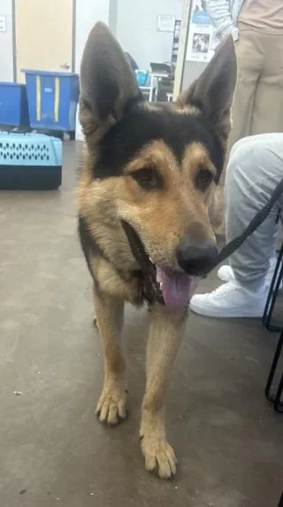 A young large-sized male Mixed Breed dog named Emillion for adoption in Dallas, TX