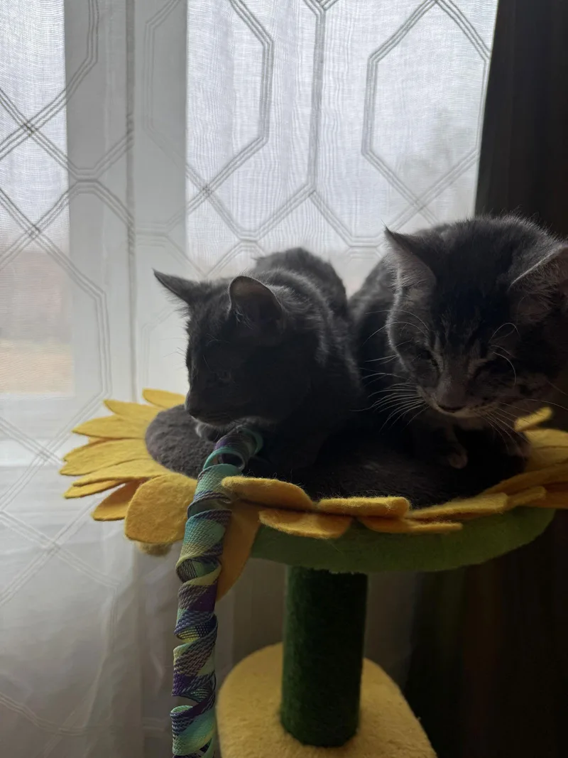 Punk & Pop thumbnail 3