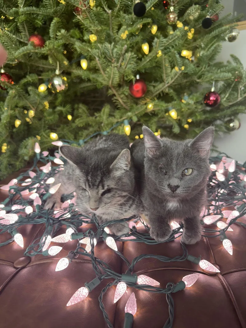 Punk & Pop thumbnail 4