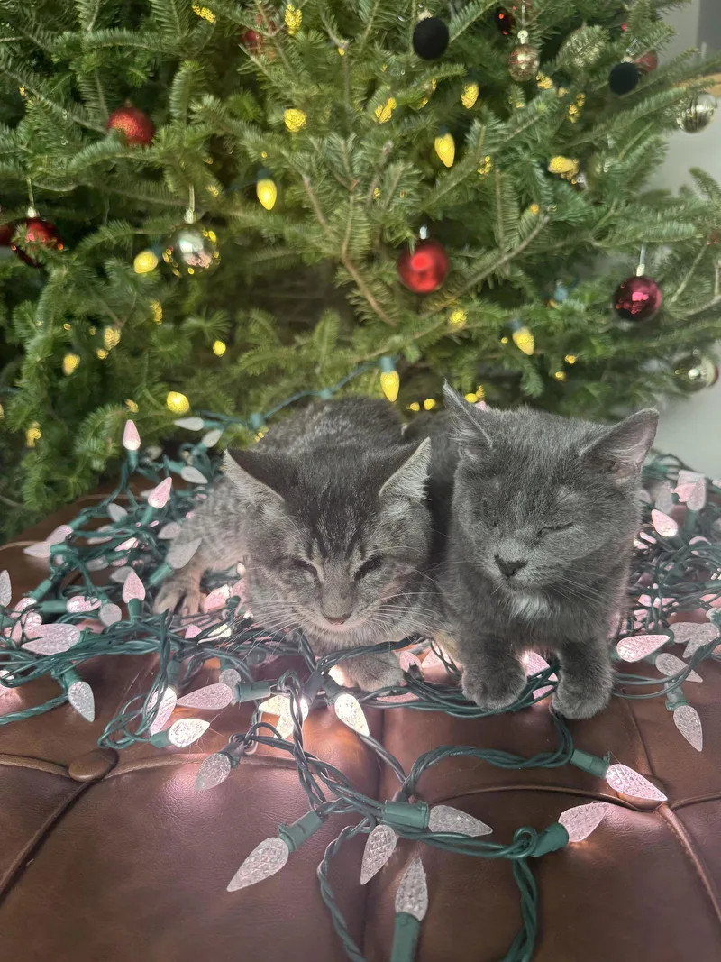 Punk & Pop thumbnail 6