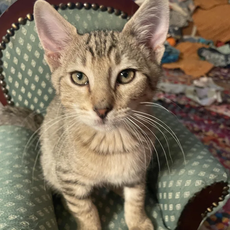 A baby large-sized male Tabby (Buff / Tan / Fawn) Domestic Short Hair cat named Kisses for adoption in Avondale Estates, GA