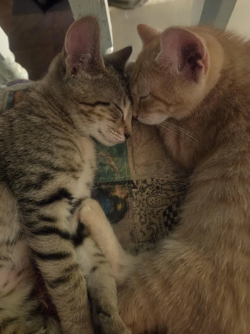 Kisses thumbnail 4