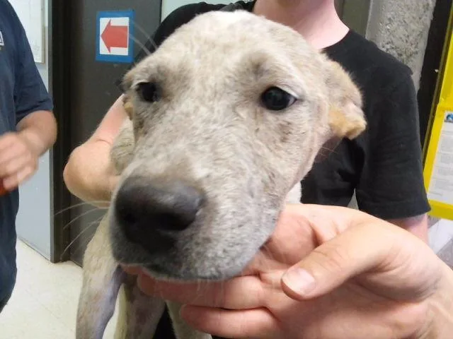 A baby small-sized male German Shepherd Dog dog named Elvis Pawsley for adoption in Tulsa, OK