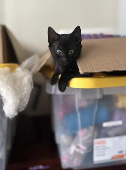 A baby small-sized male Black Domestic Short Hair cat named Colossus for adoption in Atlanta, GA