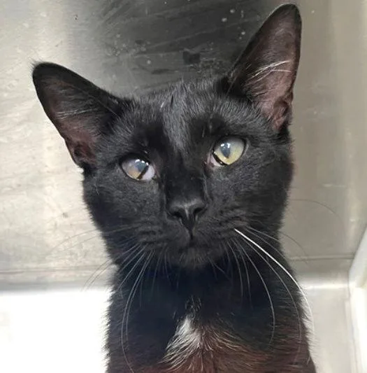 Hamilton thumbnail 2