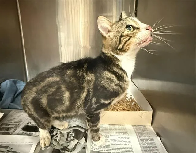 An adult small-sized male Domestic Short Hair cat named Phillip for adoption in San Antonio, TX