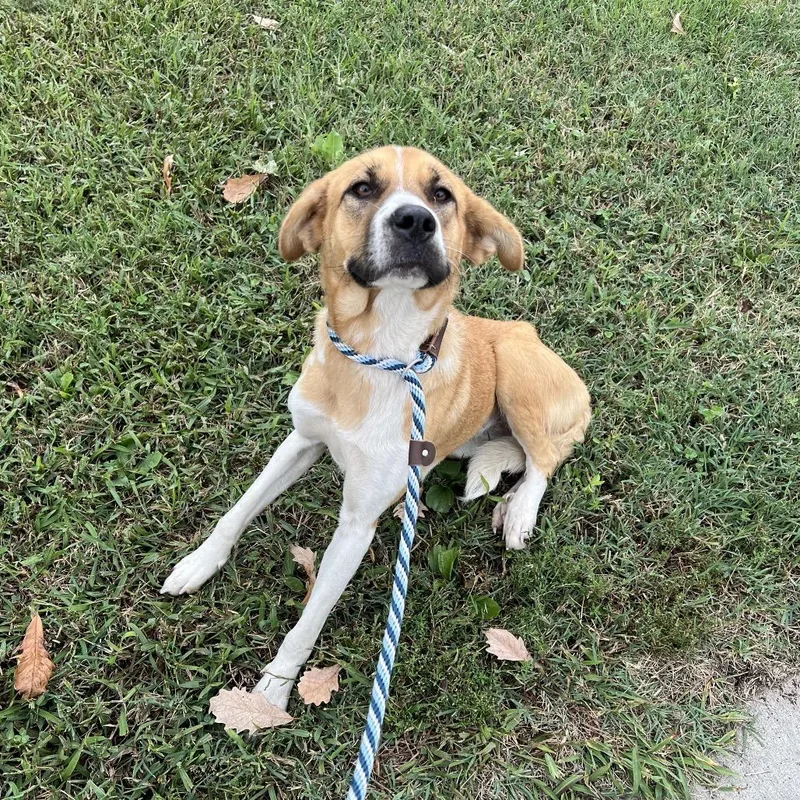 An adult medium-sized female Yellow / Tan / Blond / Fawn Yellow Labrador Retriever dog named Marigold for adoption in East Saint Louis, IL