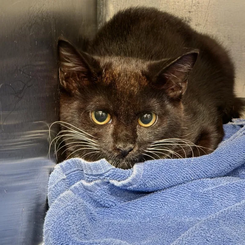 A young medium-sized male Domestic Short Hair cat named Osha for adoption in Martinsville, VA