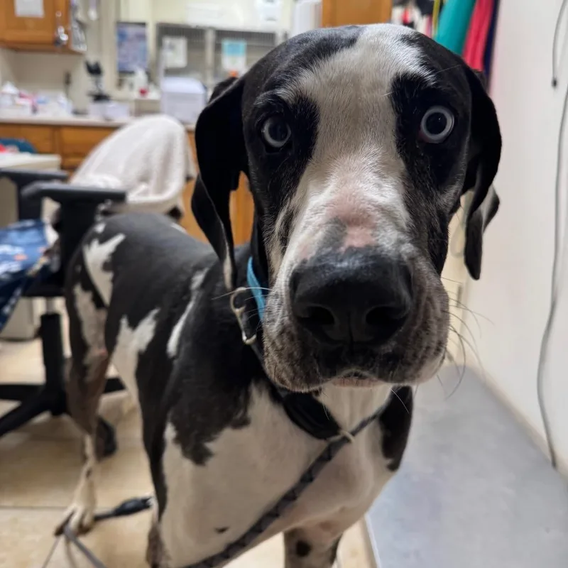An adult extra large-sized female White / Cream Great Dane dog named #13 for adoption in Pekin, IL