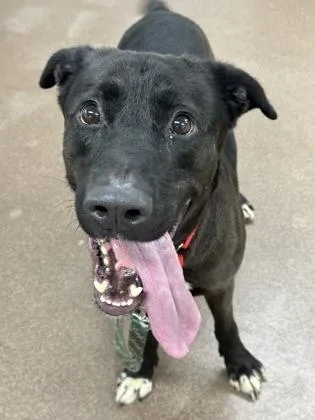 An adult large-sized male Mixed Breed dog named Dark Knight for adoption in West Chester, PA