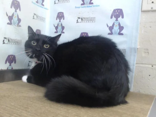 A young medium-sized male Domestic Short Hair cat named Motoki for adoption in Orlando, FL
